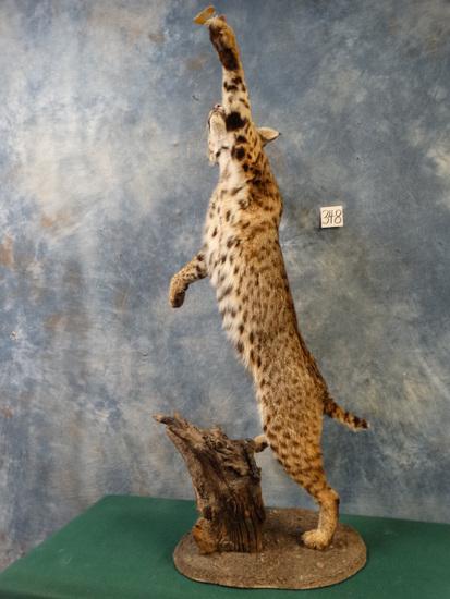Fantastic Bobcat Leaping for a Butterfly Full Body: This is a very good high action mount which requires an experienced taxidermist to make this pose lifelike. The mount is a real eye catcher and the South Texas Bobcat has a stunning spot pattern.
