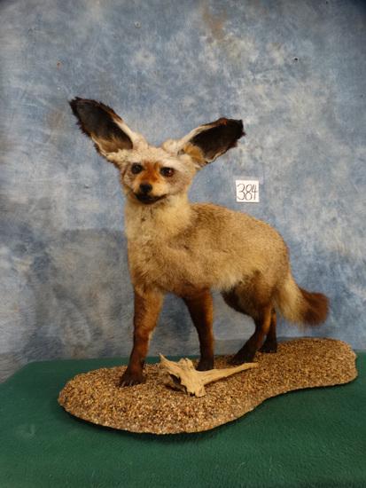 Rare African Bat-Eared Fox Full Body Mount Taxidermy (1 of 4)