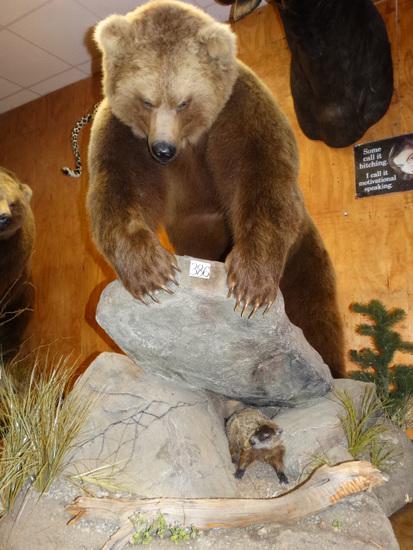 Huge Russian Brown Bear Hunting for a Marmot Full Body: This is a Monster Brown Bear with a huge head and a large body turning over rocks looking for prey. The mount was done just a couple of years ago by Animal Artistry of Reno Nevada. This is a fantastic