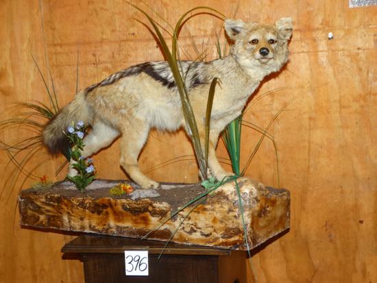 Cool African Black Back Jackal Full Body Mount (1 of 3)
