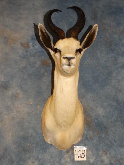 Pretty White Springbuck Gazelle Shoulder Mount (1 of 3)