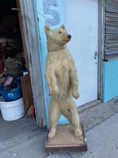 Standing Bear Full Body Mount Taxidermy "Yellowstone (1 of 4)