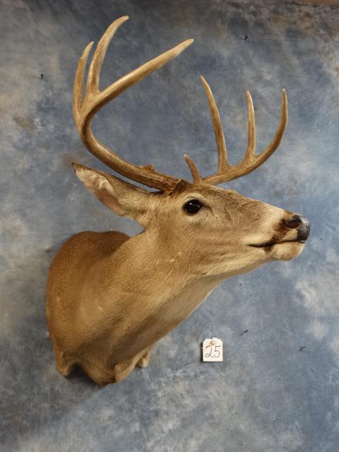 7 point Whitetail Deer Shoulder Mount Taxidermy: This Buck was a real fighter. He broke off his brow tine on his right side and got a few nicks and dings which is the norm during the Rut. The mount is clean and lifelike with excelent quality taxider