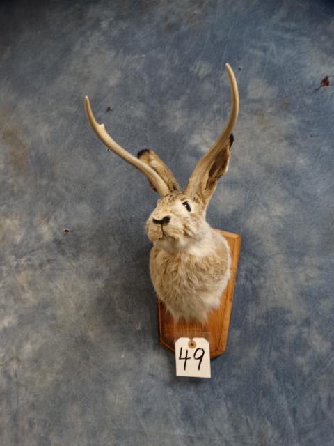 Cool Texas Jackalope Shoulder Mount Taxidermy (1 of 2)