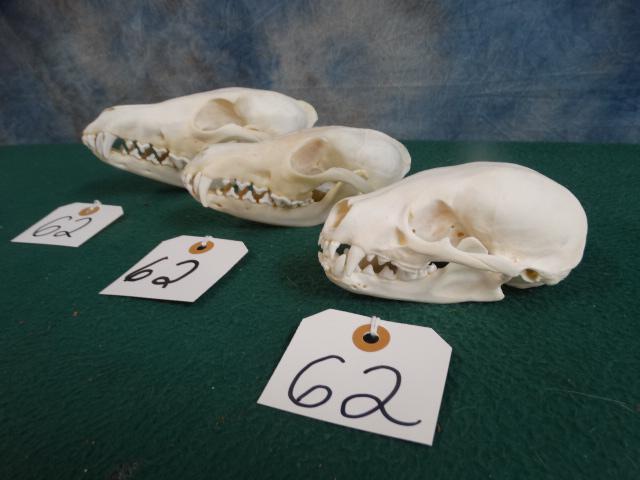 Very Nice Coyote, Red Fox, & Badger Skulls Complete Taxidermy ( 2 x $ ): All three of these skulls have been professionally cleaned and are in excellent condition. There is no cracks, bullet holes, or repairs. The Red Fox is missing two tiny teeth at the front upper portio