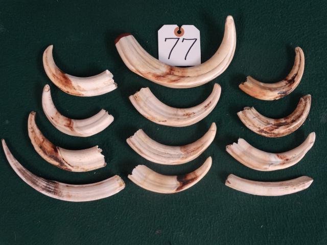Twelve African Warthog Ivory Tusk Taxidermy (12 x $): Here are 12 real ivory Warthog Tusk. These are from average size Warthogs and 10 are the uppers and 2 lowers. The skinny long one is from the lower jaw of a big Trophy Boar.