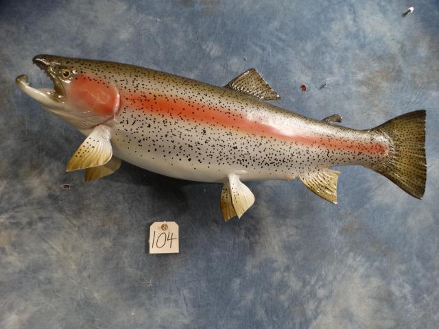 Brand New! 31" Rainbow or "Steelhead" Trout  Taxidermy Fibeglass Reproduction Fish Mount (1 of 2)