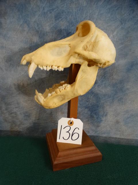 Cool African Chacma Baboon Skull on Pedestal Taxidermy: This was an old Troop Leader and some of his teeth are worn down a little. He is missing one molar on his upper left side and one smaller tooth in the upper front. The canines are not cracked and ther