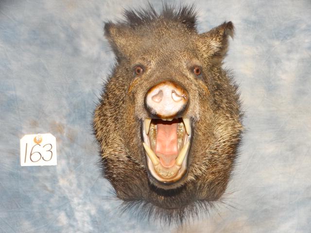 Brand New Javelina Shoulder Mount Taxidermy (1 of 2)