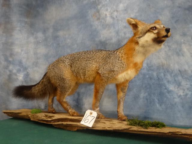 Beautiful Gray Fox Full Body Mount Taxidermy (1 of 3)