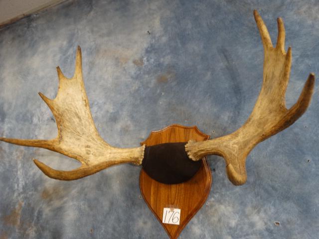 Shiras Moose Antlers on Wood Plaque (1 of 2)