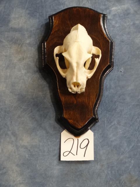 African Serval Cat Skull on Plaque Taxidermy (1 of 2)