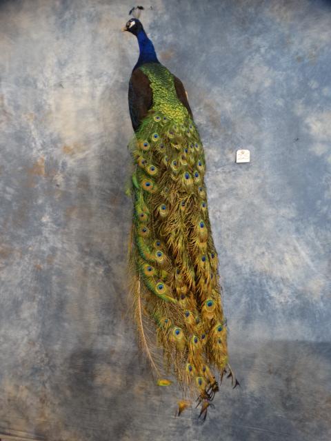Brand New! Stunning Peacock Bird Mount Taxidermy (1 of 6)