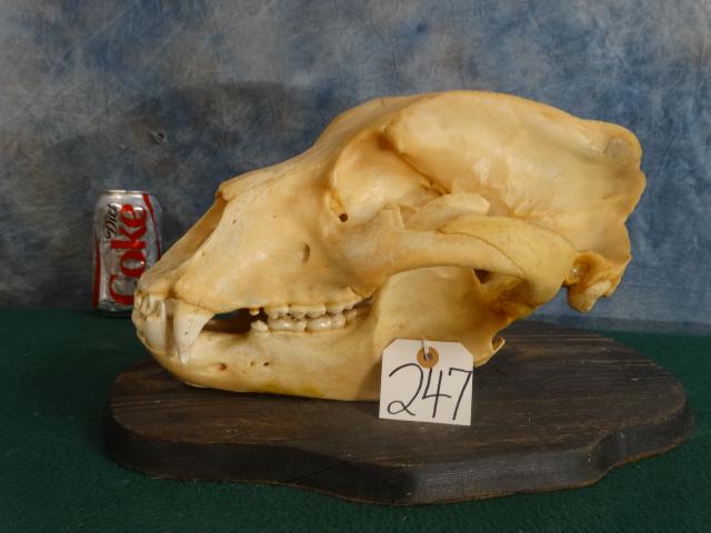 All Time Boone & Crcokett Record Book Grizzly Bear Skull Taxidermy: This very nice skull measures 14 10/16" long and 9 6/16" wide scoring 24 which would place this Grizzly in the All Time Boone & Crockett Record Book of North American Big Game. One canine tooth has a 