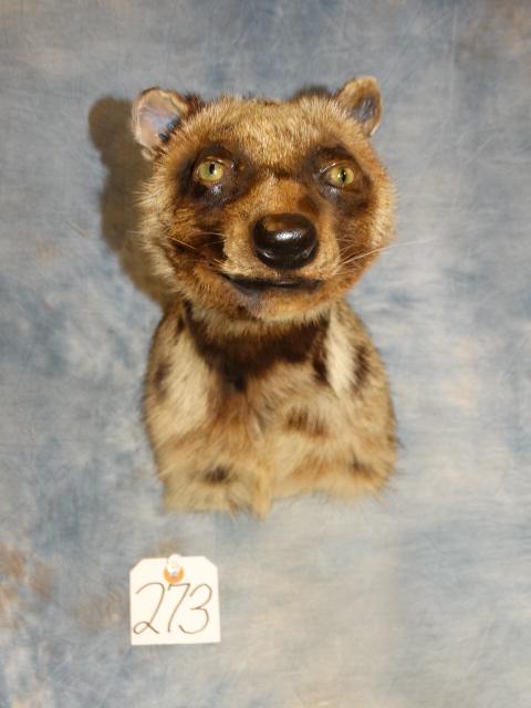 Cool African Civet Cat Shoulder Mount Taxidermy (1 of 3)