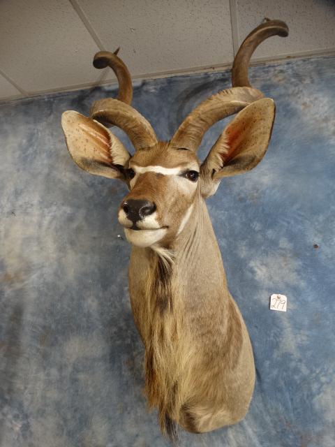 Beautiful African Southern Greater Kudu Shoulder Mount Taxidermy (1 of 3)