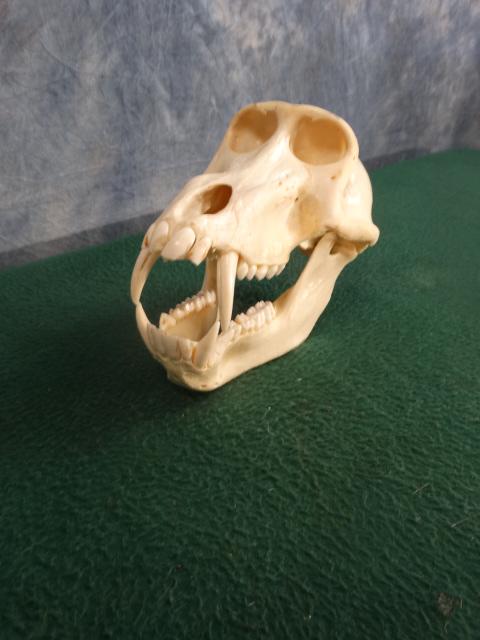 Nice African Chacma Baboon Skull Taxidermy: This is one of the nicest Baboon Skulls we have seen. No missing teeth, no repairs, and no cracks. This is good size mature male.