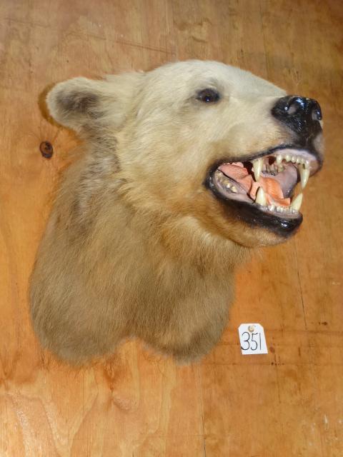 Alaskan Brown Bear Shoulder Mount Taxidermy (1 of 2)