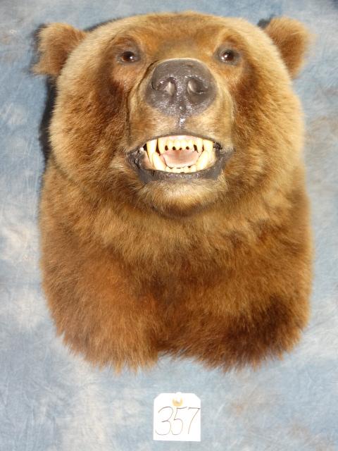 Very Nice Grizzly Bear Shoulder Mount Taxidermy (1 of 4)