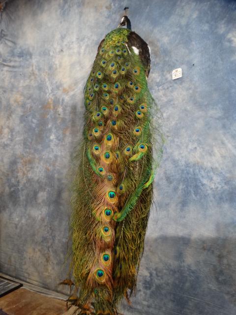 Brand New! Piebald Peacock Full Body Bird Mount Taxidermy (1 of 6)