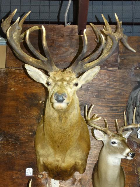 Huge Gold Medal 22 points Spanish Red Stag Shoulder Mount Taxidermy (1 of 4)