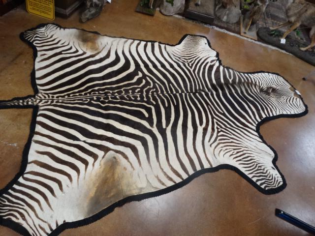 Awesome AA African Grants Zebra Rug "Large" Taxidermy Rug Mount (1 of 3)