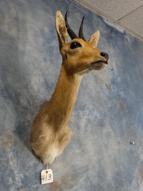 African Southern Mountain Reedbuck Shoulder Mount Taxidermy (1 of 1)