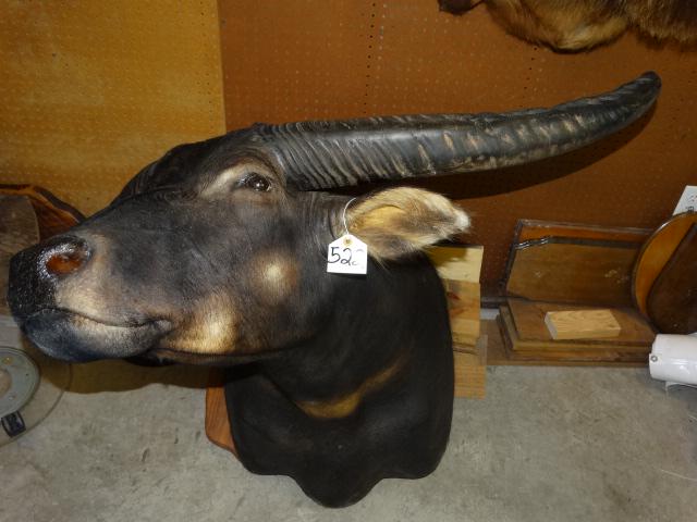 South Pacific Water Buffalo Shoulder Mount Taxidermy (1 of 3)