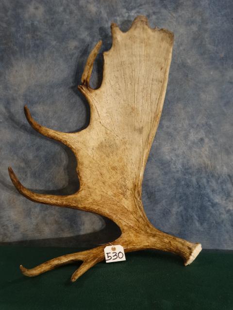Canadian Moose Antler Shed Taxidermy (1 of 3)