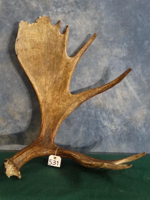 Alaskan Moose Shed Antler Taxidermy (1 of 3)