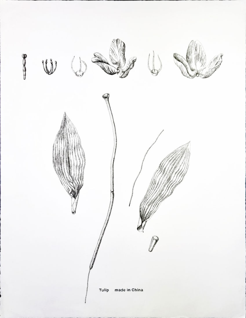 "Tulip made in China" - Lithograph: Great item from a Unreadable Dutch Artist.Comes from the collection of the municipality of The Hague, The Netherlands.