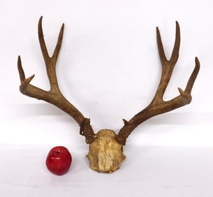 Early 10 point Antlers Rack Orig Wyoming Game Tag