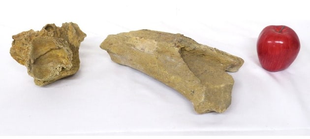 A pair of Fossils - Dinosaur Toe Bone? & Barnacle