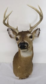Taxidermy Mount of Eight Point Eastern White Tail Buck