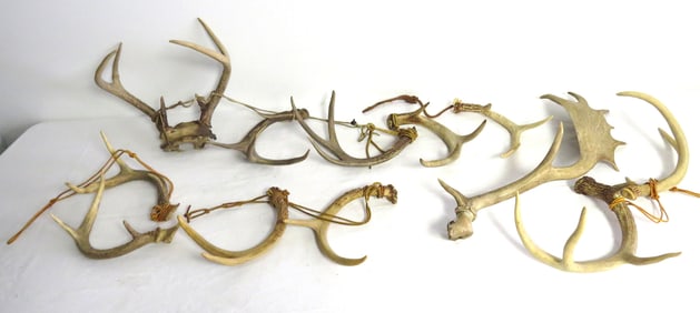 A Dozen Antlers From Deer & Elk