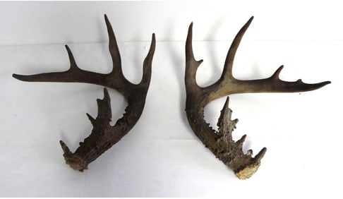 A Pair of Gnarly 20 point? Deer Antlers