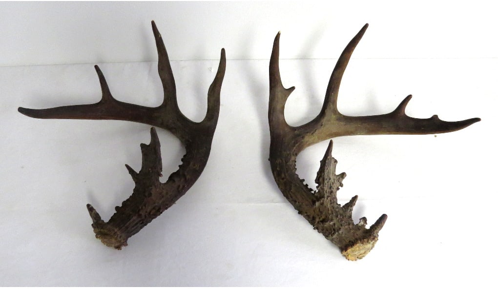 A Pair of Gnarly 20 point? Deer Antlers (1 of 5)