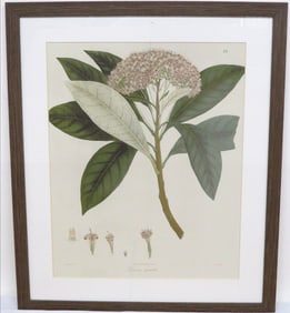 Leucomcis Spectabilis (Showy Whiteweed) Botanical Print Mid 19th C.