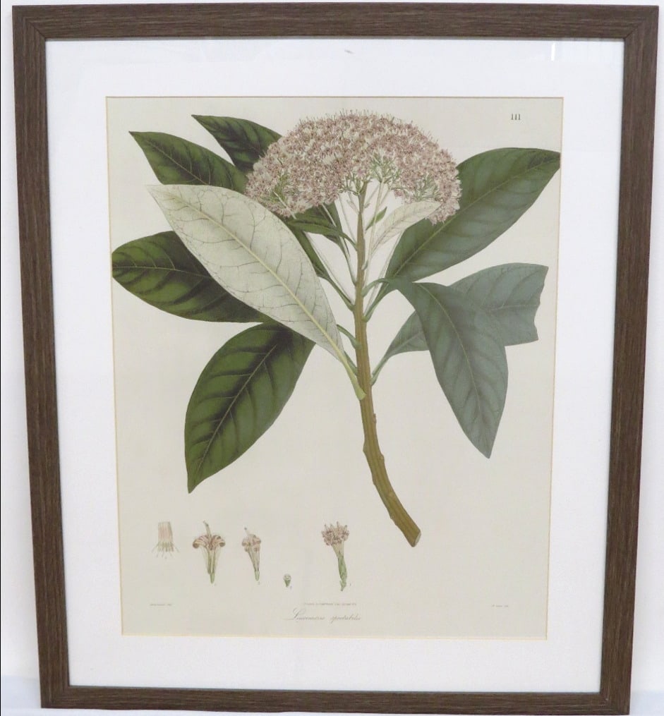 Leucomcis Spectabilis (Showy Whiteweed) Botanical Print Mid 19th C. (1 of 9)