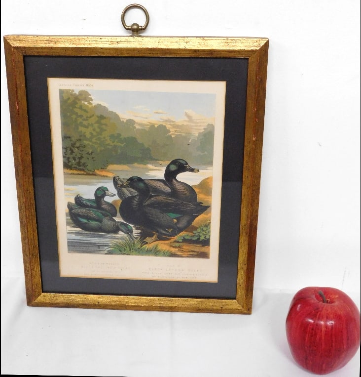 19th C. Framed Cassell's Poultry Book Colored Plate of East India Ducks & Cayuga Ducks: A nicely framed color bookplate from English published Cassell's Poultry Book late 19th C. Excellent color & detail featuring East India Ducks and Black Cayuga Ducks. Measures 11" x 13" framed.