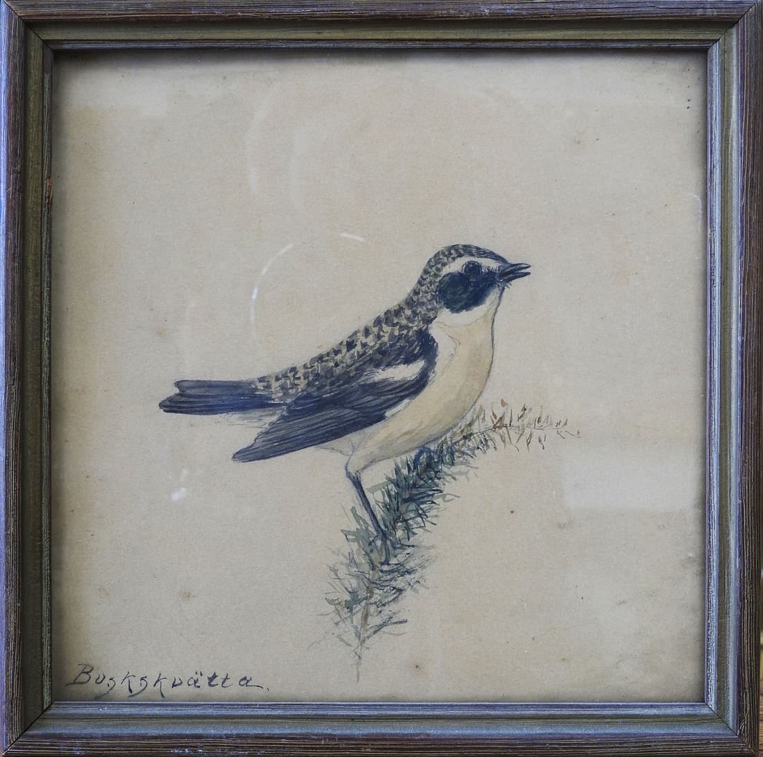 Antique Bird watercolor Drawing (1 of 2)