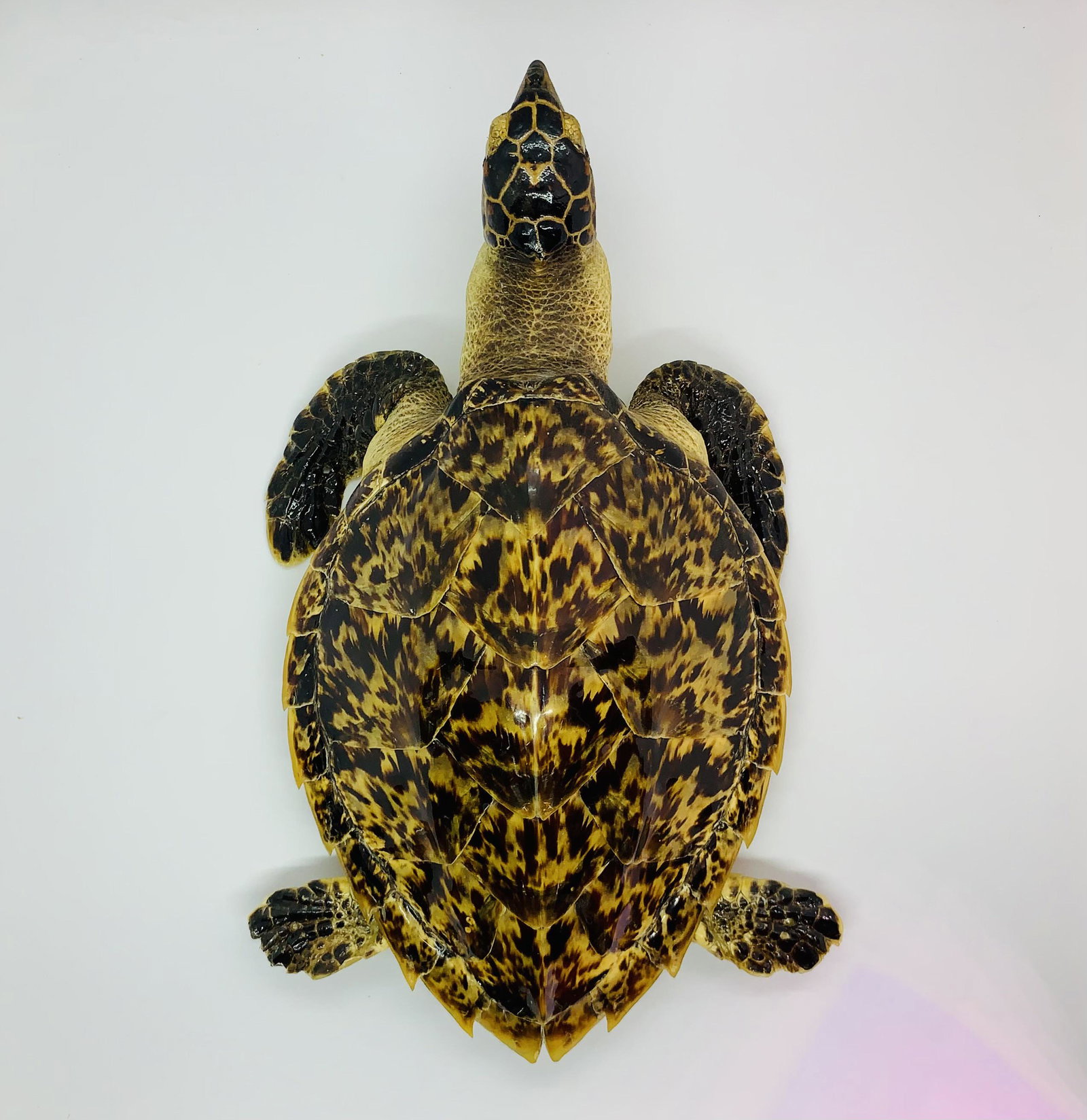 Handsome Taxidermy Sea Turtle (Tortoiseshell) (1 of 2)