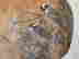 item-130874852=2