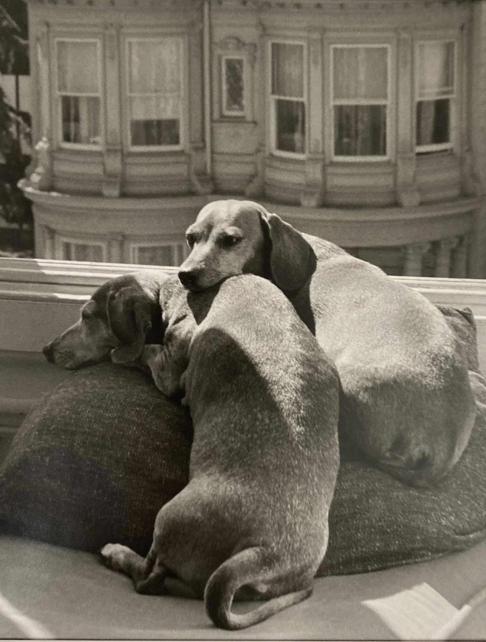 RUTH BERNHARD Pencil Signed LIMITED EDITION Gelatin Silver Print TWO DOGS 1962 Numbered 1 of 1 (1 of 16)
