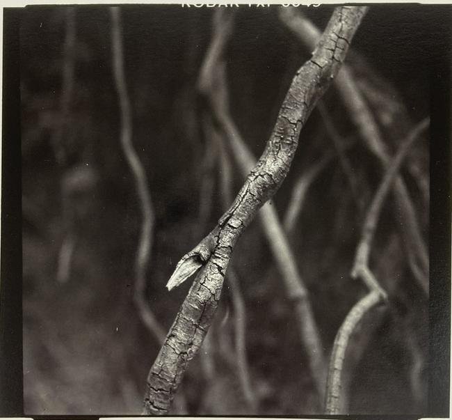 JAMES FEE Signed SEPIA-TONED GELATIN SILVER PRINT Branches (1 of 14)