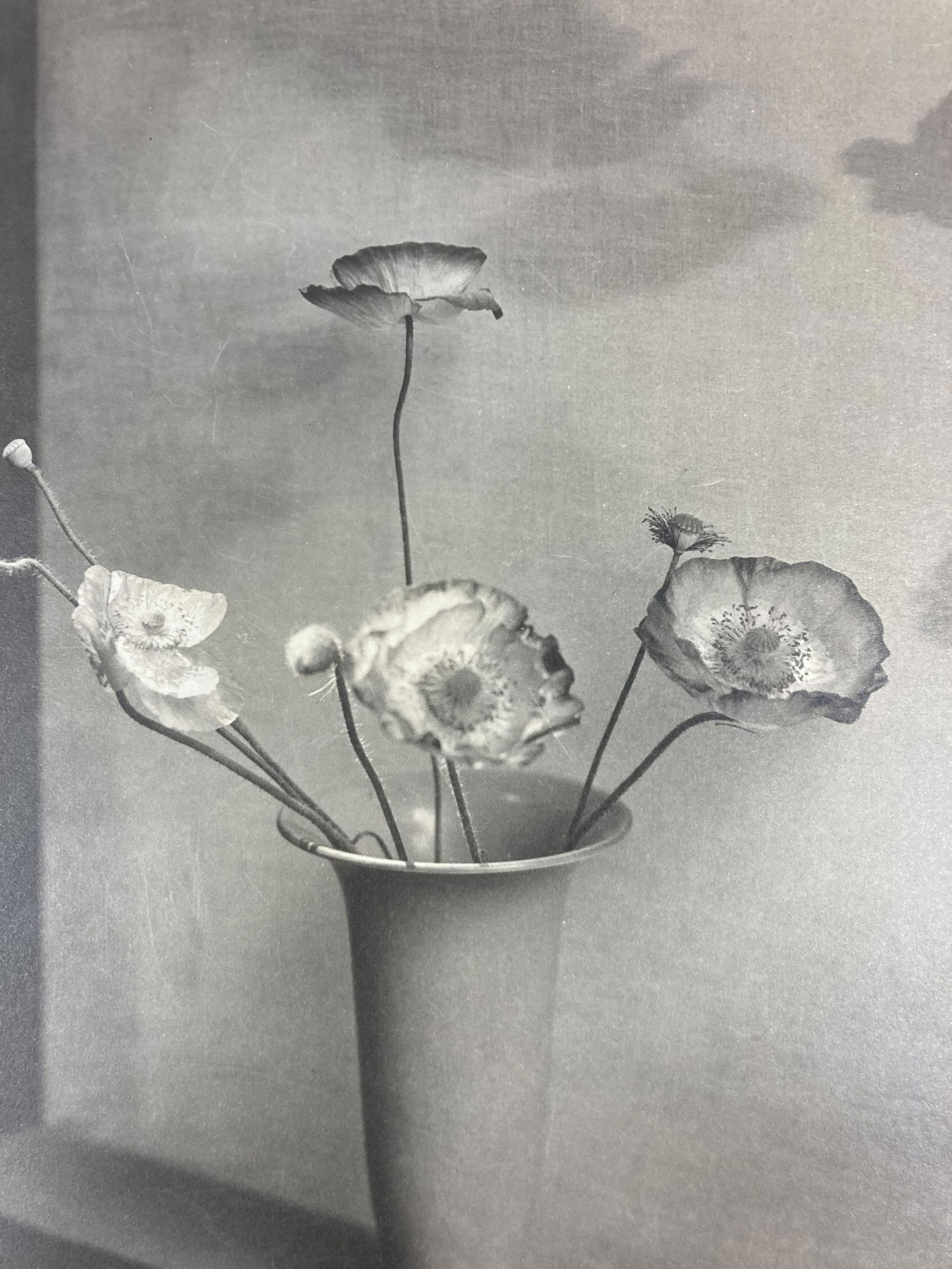 ELLA McBRIDE Signed SHIRLEY POPPIES Vintage Chloride Print XXII SALON INTERNATIONAL D'ART (1 of 19)