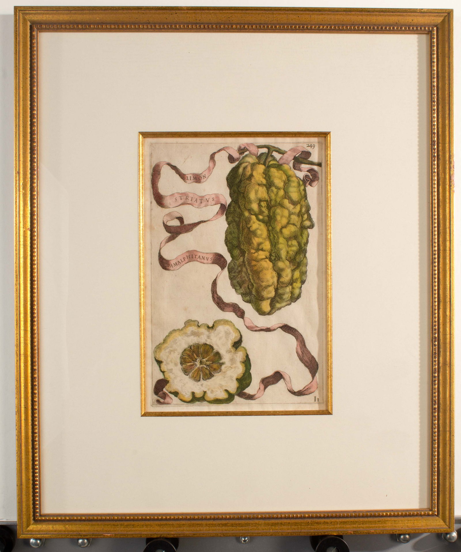 Giovanni Battista Ferrari "Citrus Fruit Studies" #249 (1 of 9)