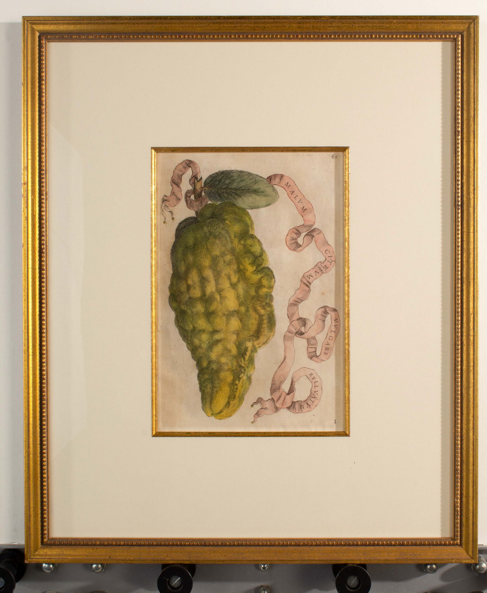 Giovanni Battista Ferrari "Citrus Fruit Studies" #65 (1 of 11)