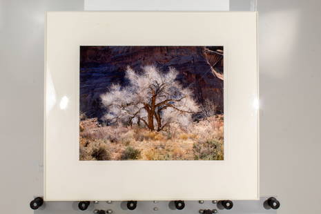 Christopher Burkett "Cottonwood and Light" Print: *Christopher Burkett signed limited edition print (98 of 199) of a cottonwood tree in Canyonlands, Utah, 1987, framed w/ plexiglass and double matted.