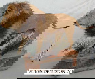 Full African Lion Mount